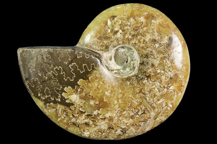 Polished, Agatized Ammonite (Cleoniceras) - Madagascar #119019